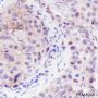 Anti-PAX9 Rabbit mAb