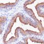 Anti-PAP Rabbit mAb