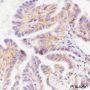 Anti-CD9 Rabbit mAb