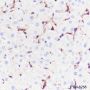 Anti-LDL Receptor Rabbit mAb