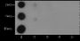 Anti-Monomethyl-Histone H3 (Lys56) Rabbit pAb