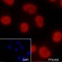 Anti-Monomethyl-Histone H3 (Lys56) Rabbit pAb