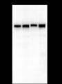 Anti-MCM7 Mouse mAb