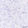 Anti-ERG Rabbit mAb