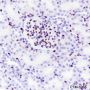 Anti-ERG Rabbit mAb