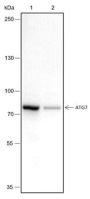 Anti-ATG7 Rabbit mAb