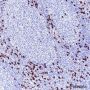 Anti-CD8 alpha Rabbit mAb