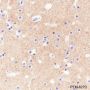 Anti-Prion protein PrP Rabbit mAb