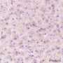 Anti-Prion protein PrP Rabbit mAb