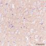 Anti-Prion protein PrP Rabbit mAb