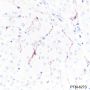 Anti-Claudin-5 Rabbit mAb