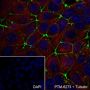 Anti-Claudin-5 Rabbit mAb