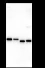 Anti-IkB alpha Rabbit mAb