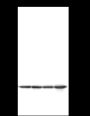 Anti-PGAM1 Mouse mAb