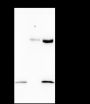 Anti-Dimethyl-Histone H3 (Lys56) Rabbit mAb