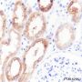 Anti-HGD Rabbit mAb