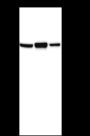 Anti-TCF-3/TCF7L1 Mouse mAb