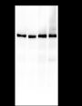 Anti-PKC alpha Rabbit mAb