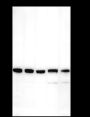 Anti-ATG4B Rabbit mAb