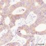 Anti-ATG4B Rabbit mAb