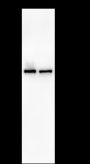 Anti-SMARCD1 Rabbit mAb