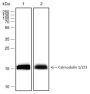 Anti-Calmodulin 1/2/3 Rabbit mAb