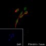 Anti-Cdc27 Rabbit mAb