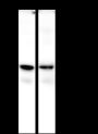 Anti-SIRT2 Rabbit mAb