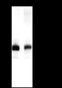 Anti-SIRT2 Rabbit mAb