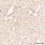 Anti-SIRT2 Rabbit mAb