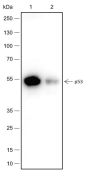 Anti-p53 Rabbit mAb