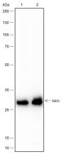 Anti-SBDS Rabbit mAb