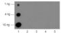 Anti-Monomethyl-Histone H3 (Arg2) Rabbit pAb