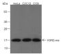 Anti-Monomethyl-Histone H3 (Arg2) Rabbit pAb