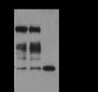 Anti-Monomethyl-Histone H3 (Arg2) Rabbit pAb