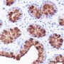 Anti-MUC5AC Mouse mAb