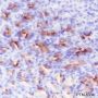 Anti-MUC5AC Mouse mAb