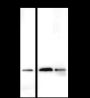 Anti-Rac1 Mouse mAb