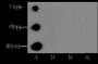 Anti-Monomethyl-Histone H4 (Lys20) Rabbit pAb