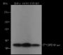 Anti-Monomethyl-Histone H4 (Lys20) Rabbit pAb