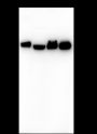 Anti-HDAC1 Rabbit mAb