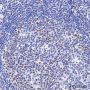 Anti-HDAC1 Rabbit mAb