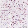 Anti-HDAC1 Rabbit mAb