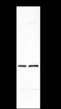 Anti-ADRM1 Mouse mAb