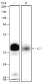Anti-CD7 Rabbit mAb