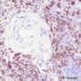 Anti-CD7 Rabbit mAb