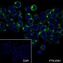 Anti-CD7 Rabbit mAb