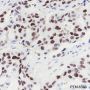 Anti-MCM7 Rabbit mAb