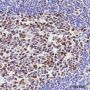 Anti-MCM7 Rabbit mAb