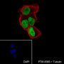 Anti-MCM7 Rabbit mAb